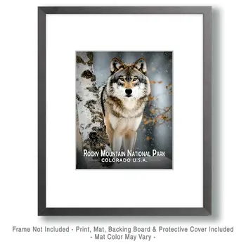 Wolf and Birch - Rocky Mountain Souvenir Art Prints - 8"x10" Artwork for 11"x14" Frame