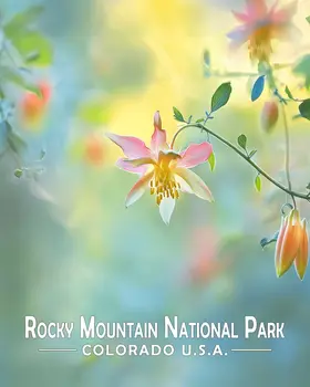 Light Columbine - Rocky Mountain Souvenir Art Prints - 8"x10" Artwork for 11"x14" Frame