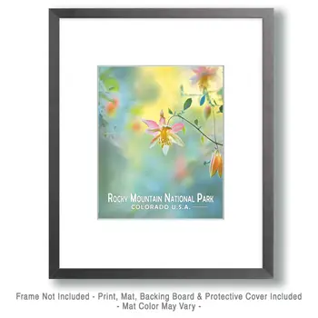 Light Columbine - Rocky Mountain Souvenir Art Prints - 8"x10" Artwork for 11"x14" Frame