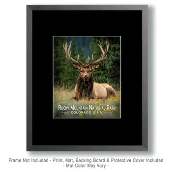 Resting Bull Elk - Rocky Mountain Souvenir Art Prints - 8"x10" Artwork for 11"x14" Frame