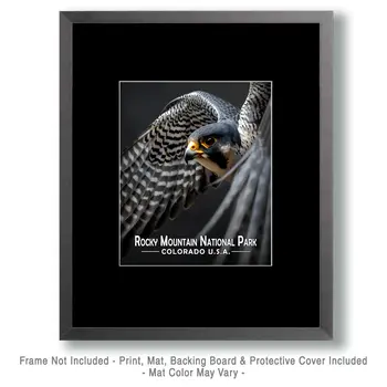 Flying Peregrine Falcon - Rocky Mountain Souvenir Art Prints - 8"x10" Artwork for 11"x14" Frame