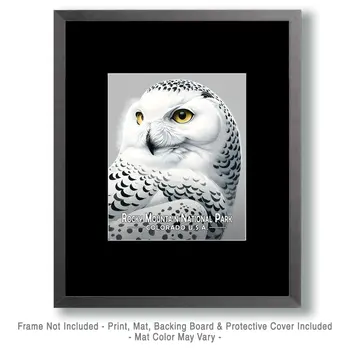 Snowy Owl - Rocky Mountain Souvenir Art Prints - 8"x10" Artwork for 11"x14" Frame