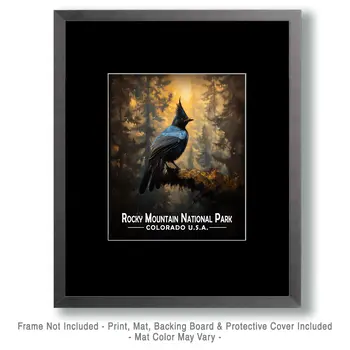 Steller's Jay - Rocky Mountain Souvenir Art Prints - 8"x10" Artwork for 11"x14" Frame