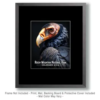 Vulture Portrait - Rocky Mountain Souvenir Art Prints - 8"x10" Artwork for 11"x14" Frame