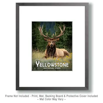 Relaxing Bull Elk - Yellowstone Souvenir Art Prints - 8"x10" Artwork for 11"x14" Frame