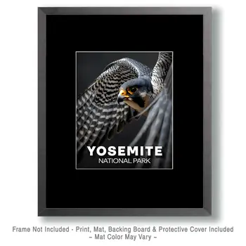 Flying Peregrine Falcon - Yosemite Souvenir Art Prints - 8"x10" Artwork for 11"x14" Frame