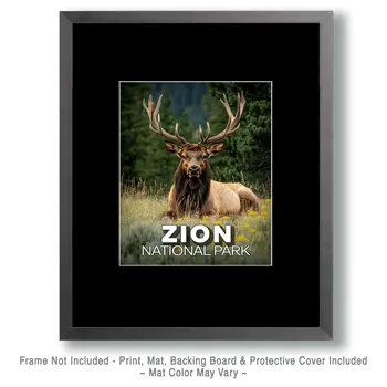 Relaxing Elk - Zion Souvenir Art Prints - 8"x10" Artwork for 11"x14" Frame