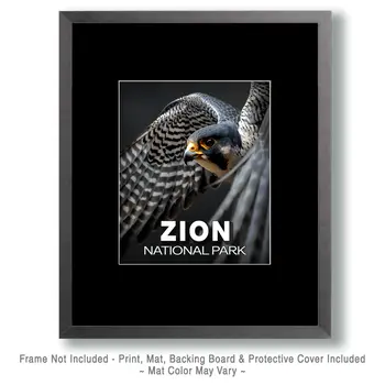 Flying Peregrine Falcon - Zion Souvenir Art Prints - 8"x10" Artwork for 11"x14" Frame