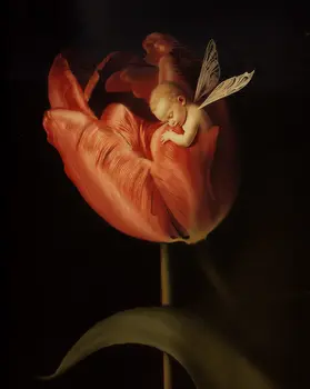 Baby Fairy in a Red Tulip - 8"x10" Art Prints