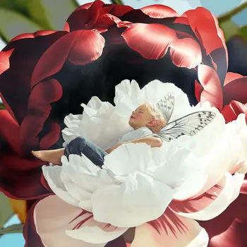 Fairy Asleep in a Peony – 8″x8″ Artwork in 12″x12″ Mat