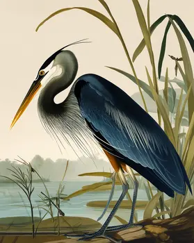 Great Heron Classic Illustration - 8″x10″ Artwork for 11″x14″ Frame