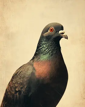 Vintage Pigeon - Wildlife Art Prints – 8″x10″ Artwork for 11″x14″ Frame
