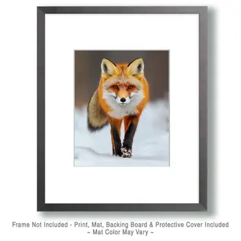 Walking Red Fox - Wildlife Art Prints – 8″x10″ Artwork for 11″x14″ Frame