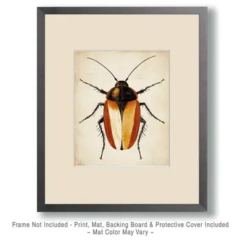 Cockroach - Wildlife Art Prints – 8″x10″ Artwork for 11″x14″ Frame
