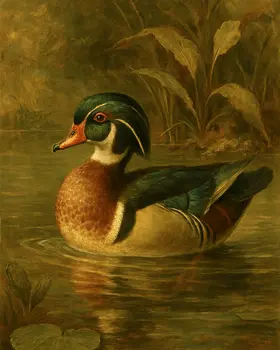 Vintage Wood Duck - Wildlife Art Prints – 8″x10″ Artwork for 11″x14″ Frame