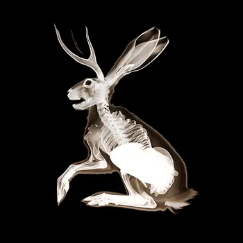 Jackalope X-Ray - Cryptids Art Prints - 8"x8" Artwork for 12"x12" Frame