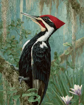 Ivory Billed Woodpecker Art Print - 8"x10" Artwork