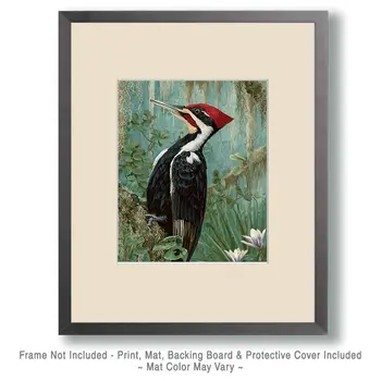 Ivory Billed Woodpecker Art Print - 8"x10" Artwork