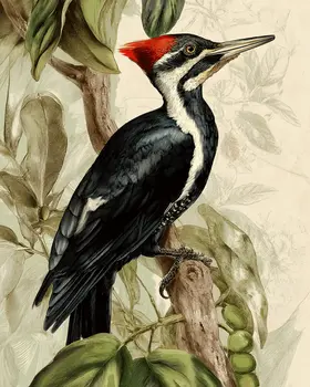 Naturalist Ivory Billed Woodpecker Art Print - 8"x10" Artwork