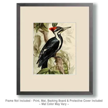 Naturalist Ivory Billed Woodpecker Art Print - 8"x10" Artwork