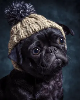 Pug Pup Dressed for Winter Dog Themed Art Print - 8"x10" Artwork