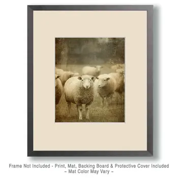 Antique Style Sheep Photo Farm Animal Art Print - 8"x10" Artwork