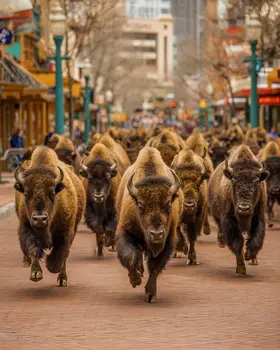 Buffalo Stampede in Town American West Art Print - 8"x10" Artwork