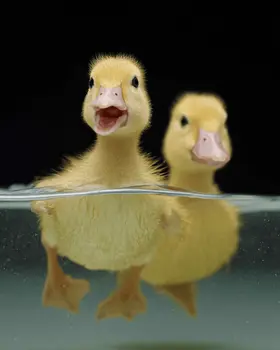 Two Swimming Ducklings - Waterfowl Art Print - 8"x10" Artwork
