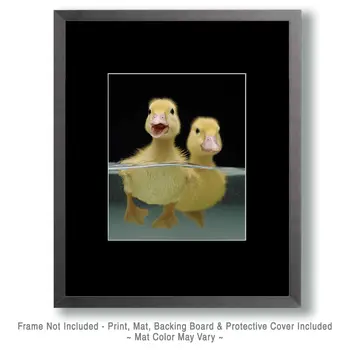 Two Swimming Ducklings - Waterfowl Art Print - 8"x10" Artwork