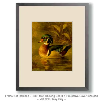 Vintage Wood Duck Painting - Waterfowl Art Print - 8"x10" Artwork