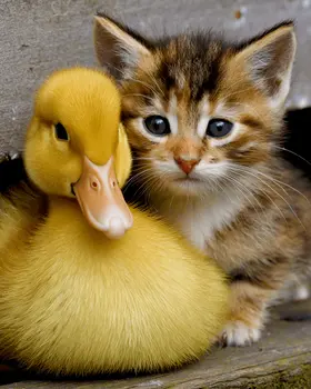 Duckling and Kitten Friends - Waterfowl Art Print - 8"x10" Artwork