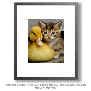 Duckling and Kitten Friends - Waterfowl Art Print - 8"x10" Artwork