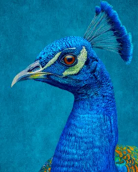 Impressionist Close-Up Peacock Peahen Peafowl Art Print - 8"x10" Artwork