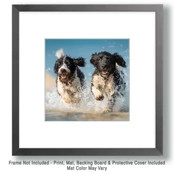 Two Porties Playing - Portuguese Water Dog Art Print - 8"x8" Artwork for 12"x12" Frame