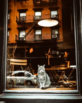 The Big Apple - NYC Cafe Cat art print – 8″x10″ Artwork for 11″x14″ Frame