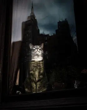 The Big Apple - NYC Cat in Window Gazing art print – 8″x10″ Artwork for 11″x14″ Frame