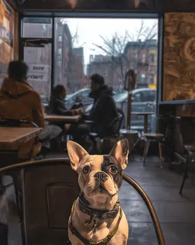 The Big Apple - NYC Coffee Shop Dog art print – 8″x10″ Artwork for 11″x14″ Frame