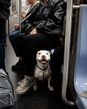 The Big Apple - NYC Subway Dog art print – 8″x10″ Artwork for 11″x14″ Frame