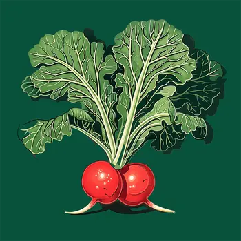 Radish Bunch 8”x8” Herbs and Spices, Culinary Art Print Collection