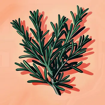 Rosemary Sprig 8”x8” Herbs and Spices, Culinary Art Print Collection