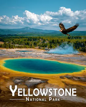 Bald Eagle Over Prismatic Springs Yellowstone National Park Souvenir Art Print - 8"x10" Artwork