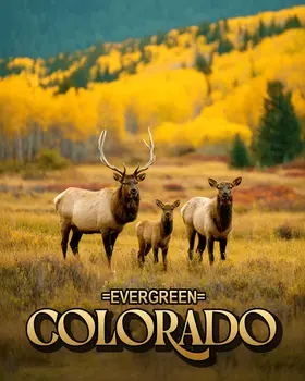 Evergreen Elk Meadow  Colorado Art Print - 8"x10" Artwork for 11"x14" Frame
