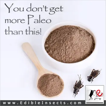 Prebiotic Cricket Protein Powder