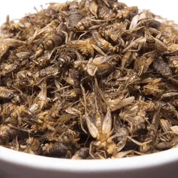 Bulk Edible Crickets