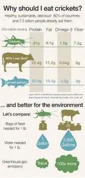 Bulk Edible Crickets