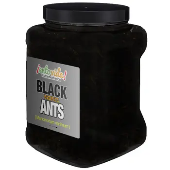 Culinary Quality Black Ants