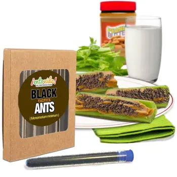 Culinary Quality Black Ants