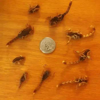 Edible Manchurian Scorpions