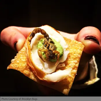 Edible Manchurian Scorpions