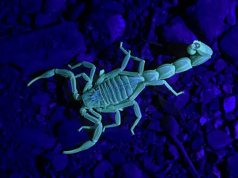 Edible Manchurian Scorpions
